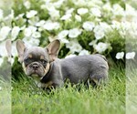 Small French Bulldog