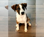 Small #2 Boxer Mix