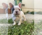 Small Photo #4 French Bulldog Puppy For Sale in SANTA CRUZ, CA, USA