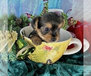 Yorkshire Terrier Puppy for Sale in CASSVILLE, Missouri USA