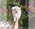 Image preview for Ad Listing. Nickname: Neo