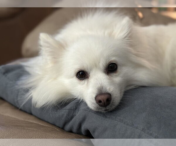 Medium Photo #2 American Eskimo Dog Puppy For Sale in Pikesville, MD, USA