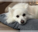 Small #1 American Eskimo Dog