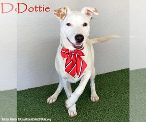 American Staffordshire Terrier-Labrador Retriever Mix Dogs for adoption in San Diego, CA, USA