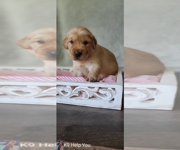 Medium Photo #24 Golden Retriever Puppy For Sale in SAINT LOUIS, MO, USA