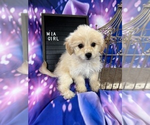 Mal-Shi Puppy for sale in INDIANAPOLIS, IN, USA