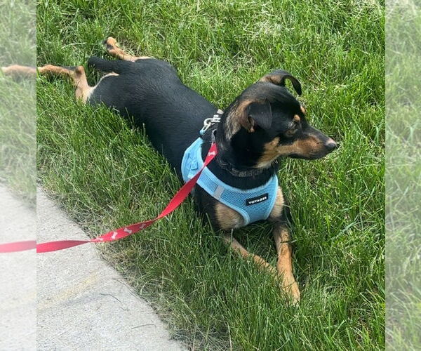 Medium Photo #3 Doxie-Pin Puppy For Sale in Brooklyn Center, MN, USA