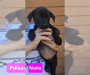 Labrador Retriever-Unknown Mix Dogs for adoption in Alexander, AR, USA
