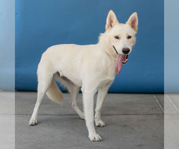Medium Photo #2 German Shepherd Dog Puppy For Sale in Pasadena, CA, USA