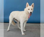 Small #1 German Shepherd Dog
