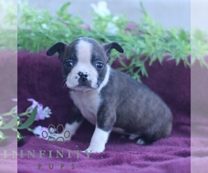 Boston Terrier Puppy for sale in PORT ROYAL, PA, USA