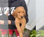 Puppy 7 Golden Retriever