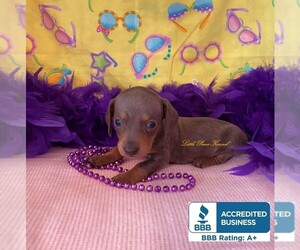 Dachshund Puppy for sale in WINNSBORO, LA, USA