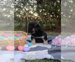 Small Photo #5 Shepradors Puppy For Sale in KOKOMO, IN, USA
