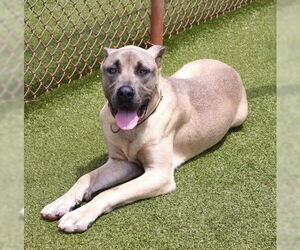 Mastiff-Unknown Mix Dogs for adoption in Rockaway, NJ, USA