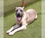 Small Mastiff Mix