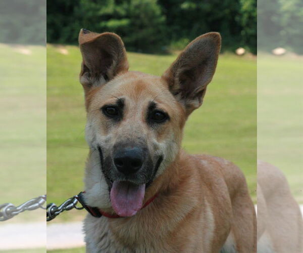 Medium Photo #7 Golden Shepherd Puppy For Sale in Attalka, AL, USA