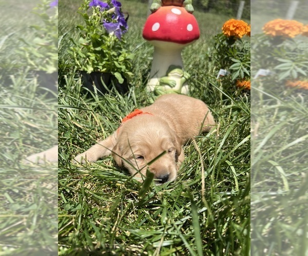 Medium Photo #2 Golden Retriever Puppy For Sale in NEOLA, WV, USA