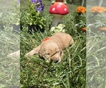 Small #1 Golden Retriever