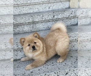 Chow Chow Puppy for sale in SAN FRANCISCO, CA, USA