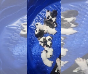 American Bulldog Litter for sale in PERCY, IL, USA