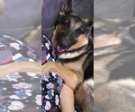 Small Photo #16 German Shepherd Dog Puppy For Sale in APACHE JUNCTION, AZ, USA