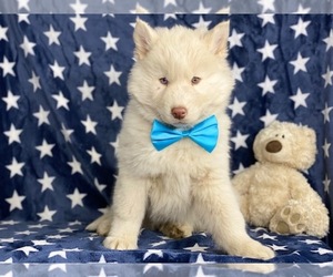 Siberian Husky Puppy for sale in LANCASTER, PA, USA