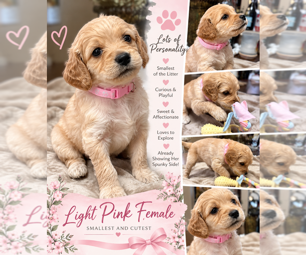 Medium Photo #8 Double Doodle Puppy For Sale in LAKELAND, FL, USA