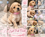 Puppy 7 Double Doodle