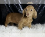 Small #2 Dachshund