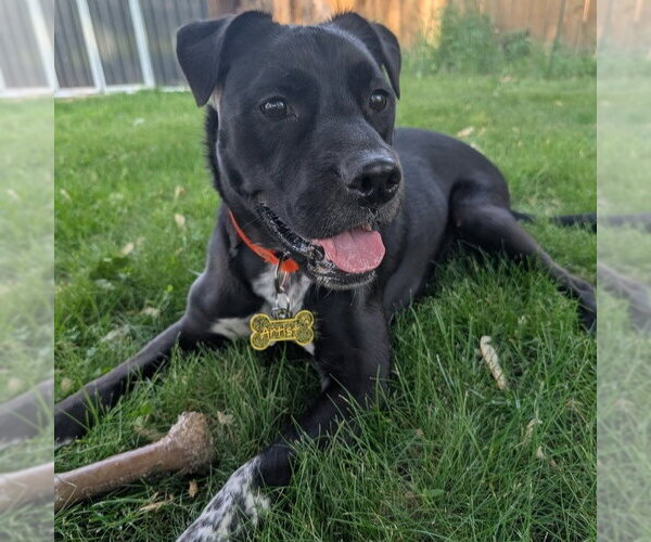 Medium Photo #6 American Staffordshire Terrier-Unknown Mix Puppy For Sale in Minneapolis, MN, USA