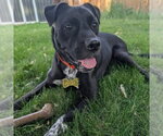 Small #5 American Staffordshire Terrier Mix