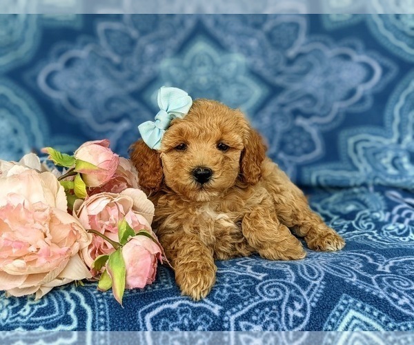 Medium Photo #6 Bichpoo Puppy For Sale in CHRISTIANA, PA, USA
