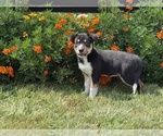 Small #2 Border Collie