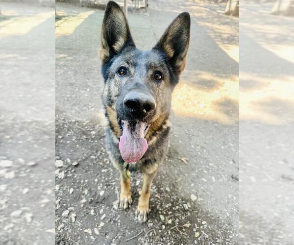 Medium Photo #2 German Shepherd Dog Puppy For Sale in Santa Barbara, CA, USA