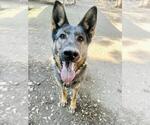 Small #1 German Shepherd Dog