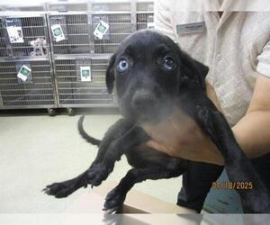 American Pit Bull Terrier Dogs for adoption in Oklahoma City, OK, USA