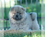 Small #7 Chow Chow
