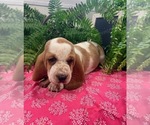 Puppy Janice Basset Hound