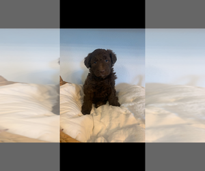 Aussiedoodle Puppy for sale in BLAND, MO, USA