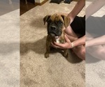 Small Boxer