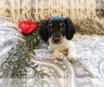 Small Photo #6 Dachshund Puppy For Sale in SHILOH, OH, USA