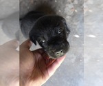 Small #2 Labrador Retriever