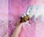 Small #19 Poodle (Toy)