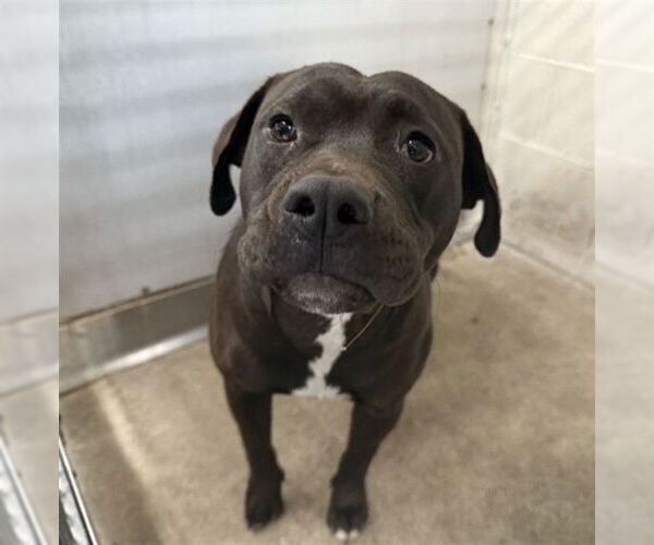 Medium Photo #1 Mutt Puppy For Sale in San Bernardino, CA, USA