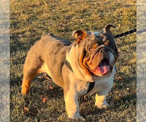 Father of the Bulldog puppies born on 11/27/2024