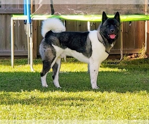 Father of the Akita puppies born on 04/04/2022