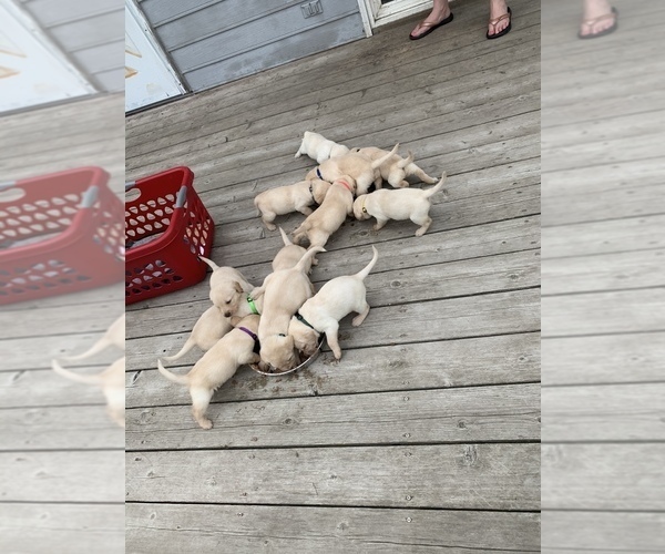 Medium Photo #3 Labrador Retriever Puppy For Sale in RANTOUL, IL, USA