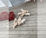 Small Photo #3 Labrador Retriever Puppy For Sale in RANTOUL, IL, USA
