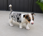 Puppy Keith Australian Shepherd-Cardigan Welsh Corgi Mix
